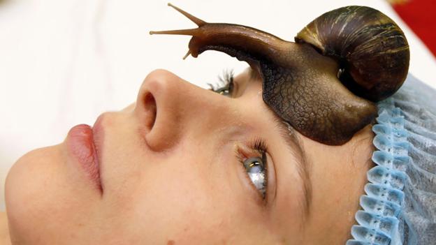 Ахатины в косметологии: польза и вред использование ахатины