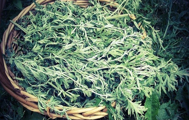 Лечебные свойства полыни горькой полынь