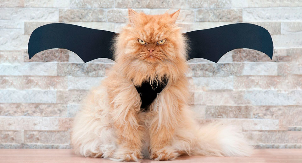 Чем лечить аллергию у кошек? аллергия у кошки чем лечить