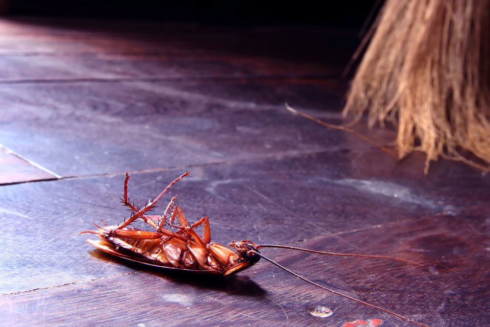 Как бороться с тараканами и прусаками в квартире