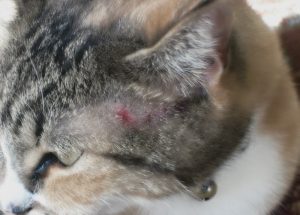 симптомы аллергии у кошки 1