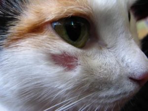 симптомы аллергии у кошки 2
