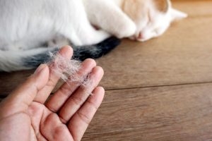 симптомы аллергии у кошки 4