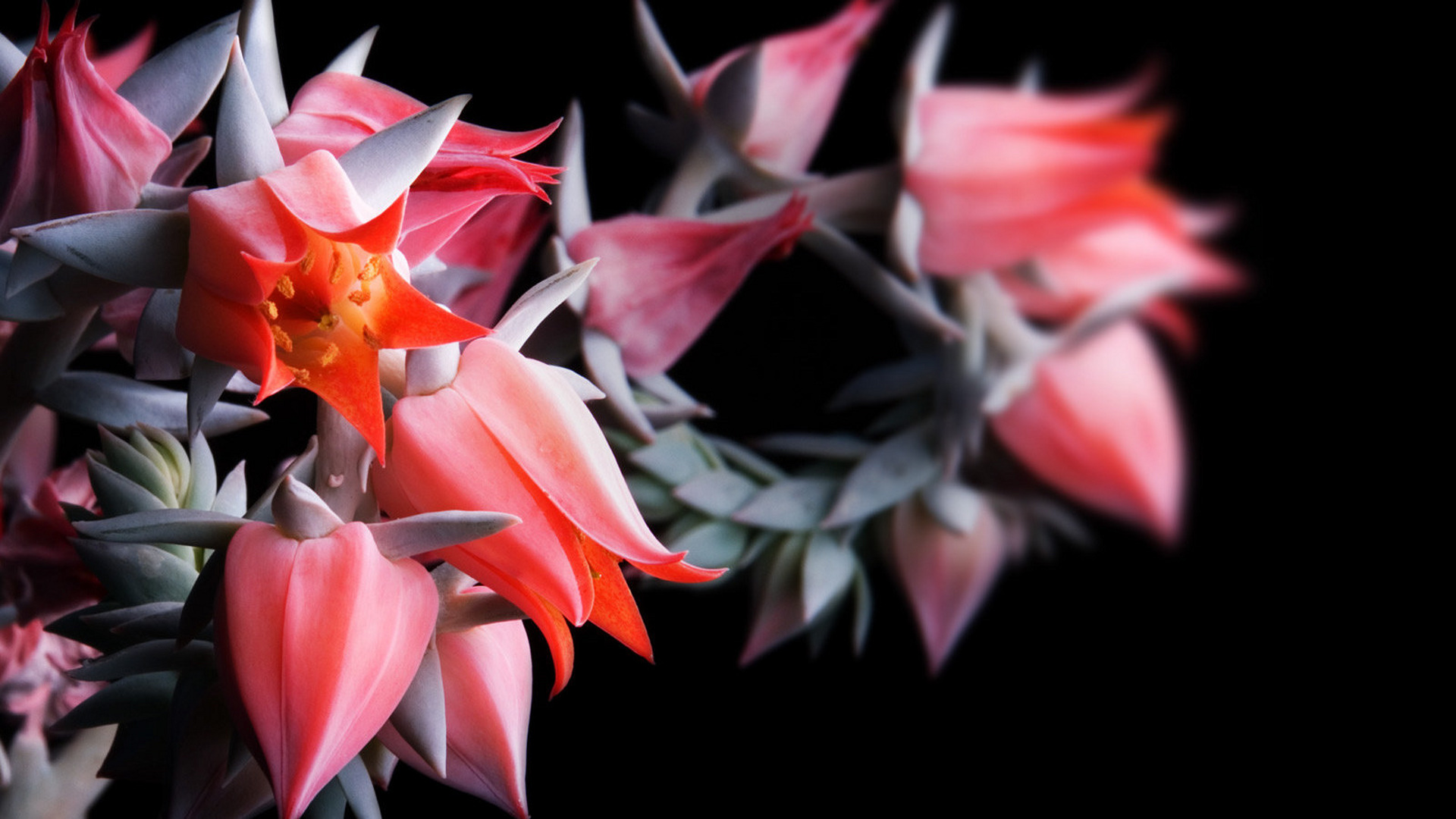 Выращивание экзотических растений в домашних условиях тропические растения в домашних условиях