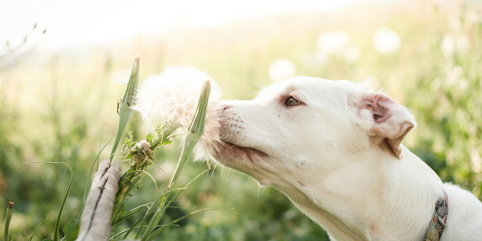 Аллергия у собак Аллергия у собак