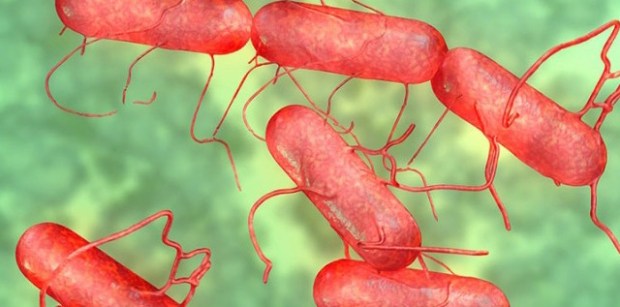 Как происходит заражение сальмонеллезом? Сальмонелла