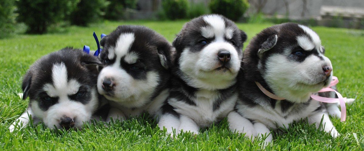 Почему щенок не набирает вес на сухом корме? Щенок не набирает вес на сухом корме