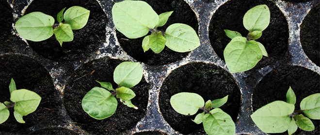 Пикировка рассады баклажанов в домашних условиях Пикировка рассады баклажанов