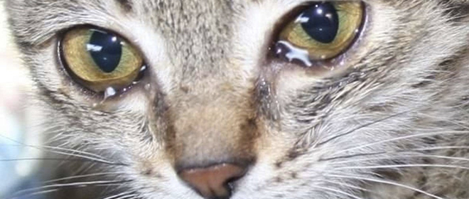 Что делать если у котенка гноятся глаза Гноятся глаза у котенка