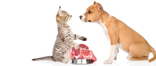 Можно ли давать собакам кошачий корм Можно ли собакам корм для кошек