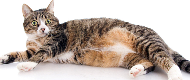 Сколько длится беременность у кошек беременность у кошки