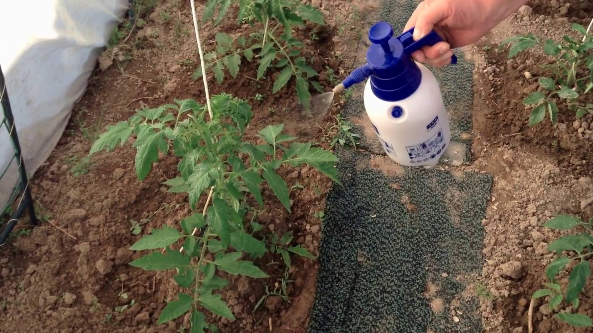 Опрыскивание рассады помидоров