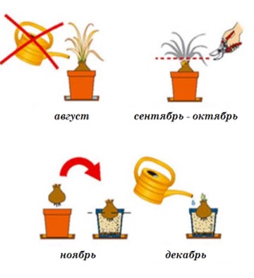 Гиппеаструм период покоя