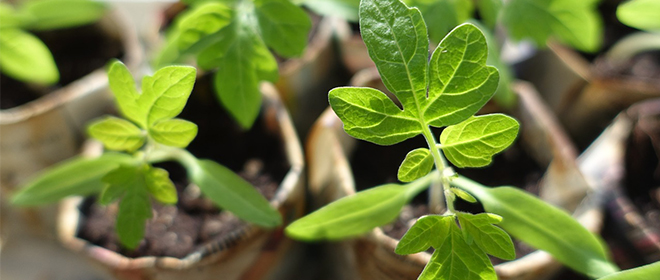 Обработка рассады помидор от болезней в домашних условиях рассада помидоров