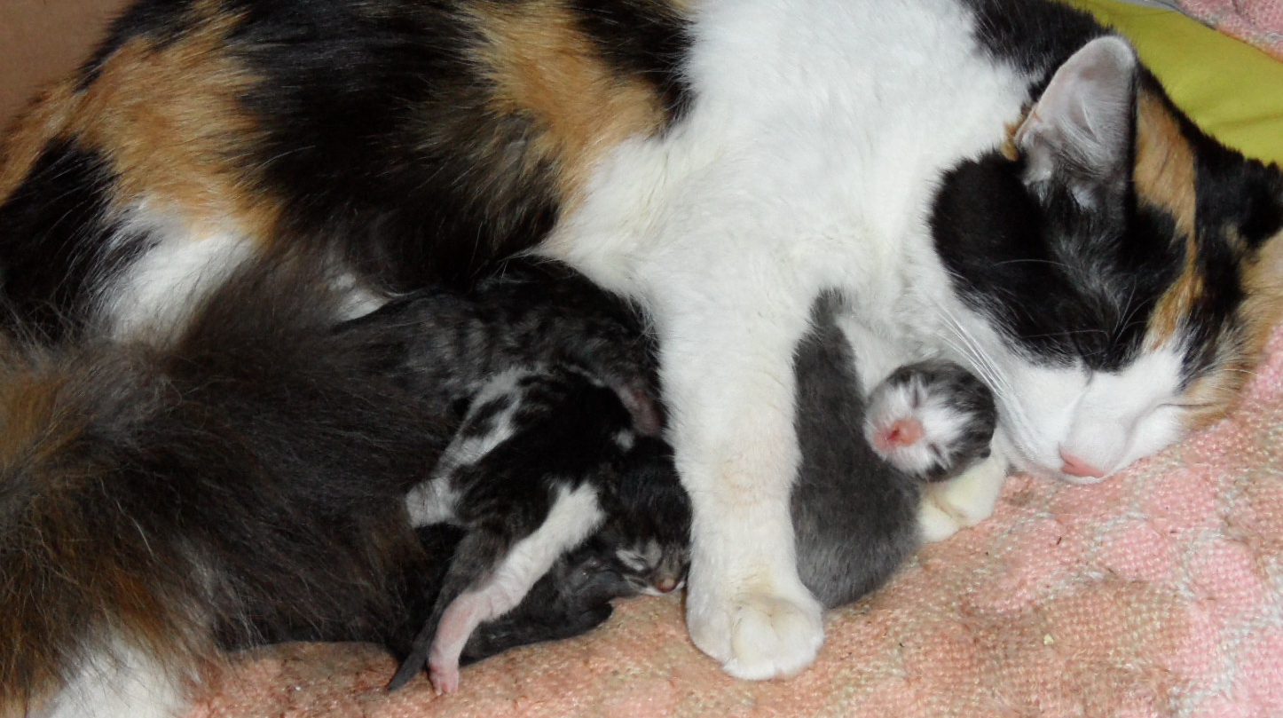 Какие котята родятся у трехцветной кошки. Трехцветный котенок.