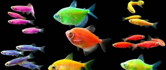 Аквариумные рыбки неприхотливые в уходе Аквариумніе рібки неприхотливые в уходе