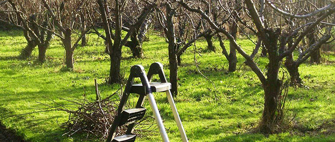 Первое опрыскивание плодовых деревьев после зимы Первое опрыскивание плодовых деревьев