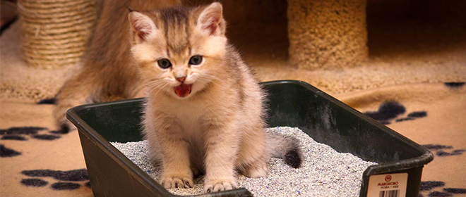 Как приучить котёнка к лотку в квартире легко и быстро как приучить котенка к лотку