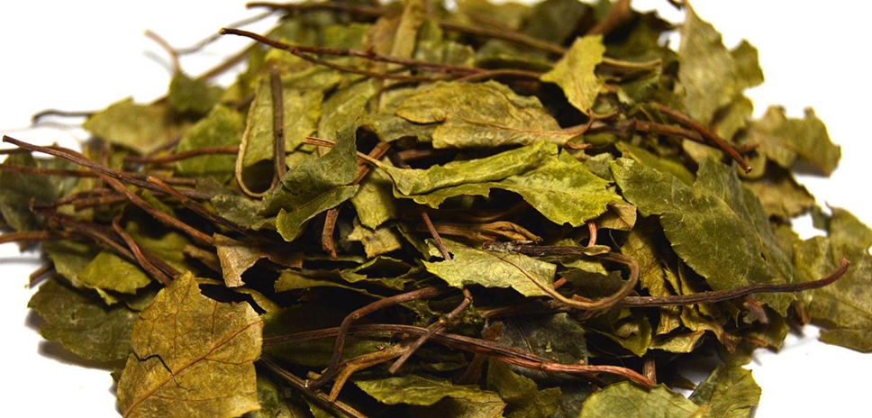 Боровая матка: применение и противопоказания Боровая матка