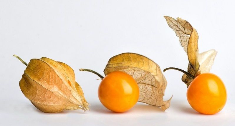 Физалис: полезные свойства, как употреблять в пищу Полезные свойства физалиса