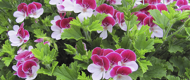 Размножение герани черенками в домашних условиях Размножение герани