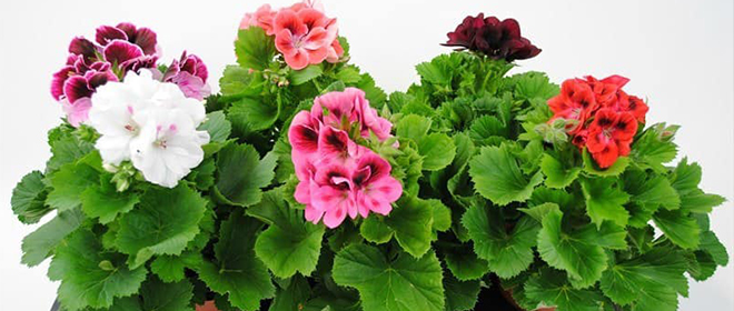 Чем отличается герань от пеларгонии Чем отличается герань от пеларгонии