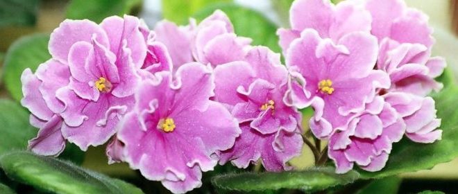 Размножение фиалок листом в домашних условиях Размножение фиалок