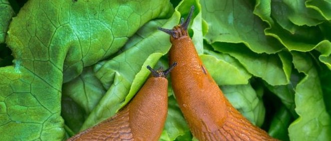 Борьба со слизнями на огороде Слизни