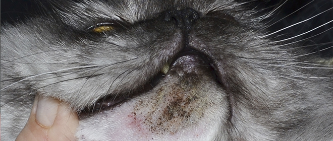 Акне у кошек на подбородке: причины, симптомы, лечение Акне у кошки