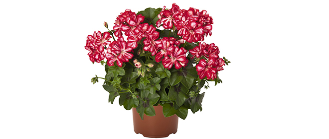 Пеларгония: уход в домашних условиях для начинающих Уход за пеларгонией