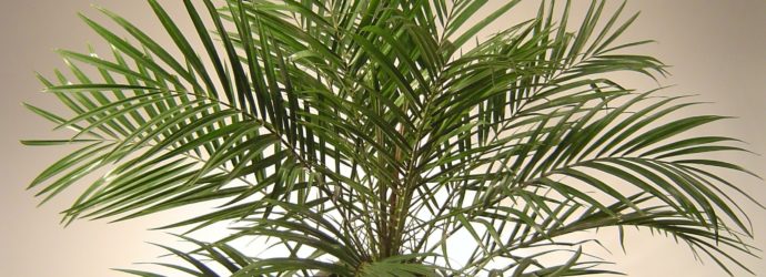 Как вырастить финик из косточки дома Выращивание финика из косточки