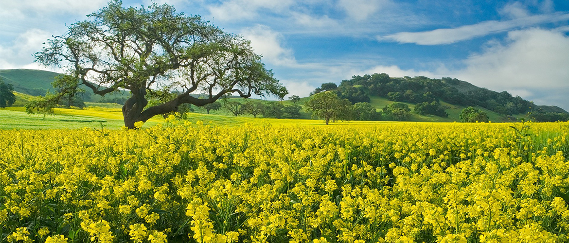 Выращивание горчицы как сидерата Горчица сидерат