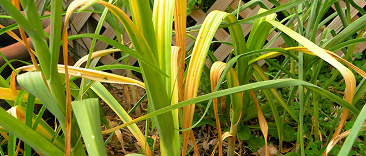 Пожелтел чеснок: как спасти урожай Пожелтел чеснок