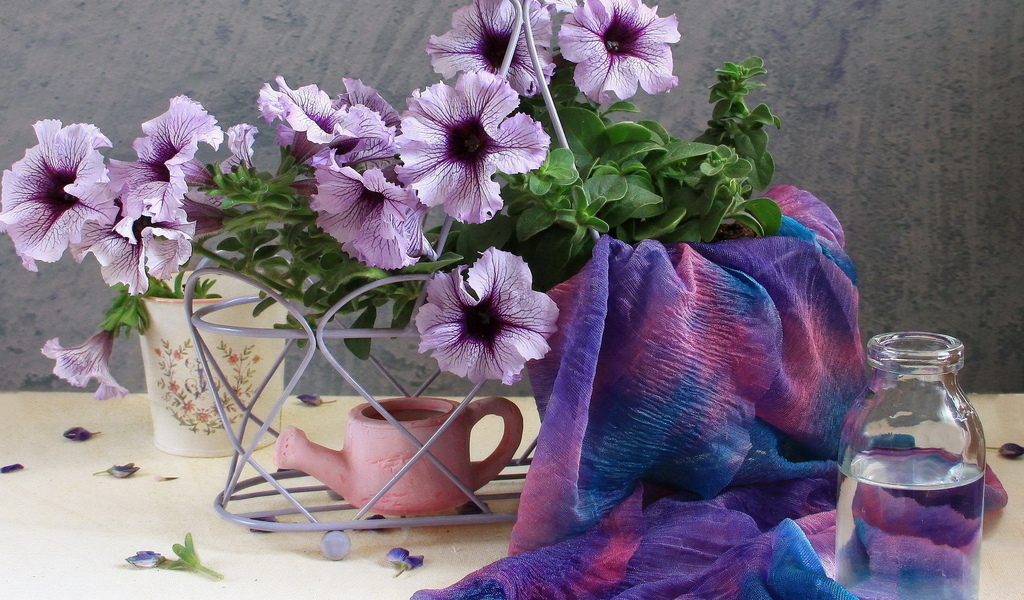 Петуния: посадка из семян и уход за цветком в открытом грунте петуния