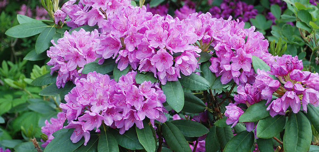 Рододендрон: посадка и уход за цветком в саду и дома рододендром цветок