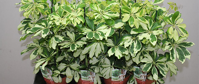 Уход за шефлерой в домашних условиях Щефлера уход