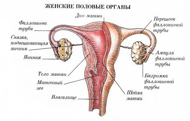 Строение матки