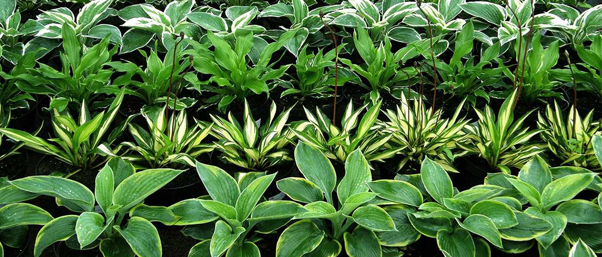 Как рассадить хосту весной Рассадка хосты весной