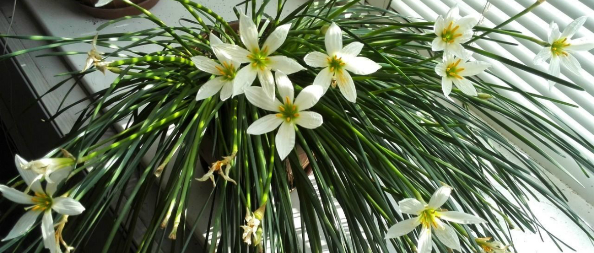 Зефирантес: уход и посадка «выскочки» в открытом грунте и домашних условиях