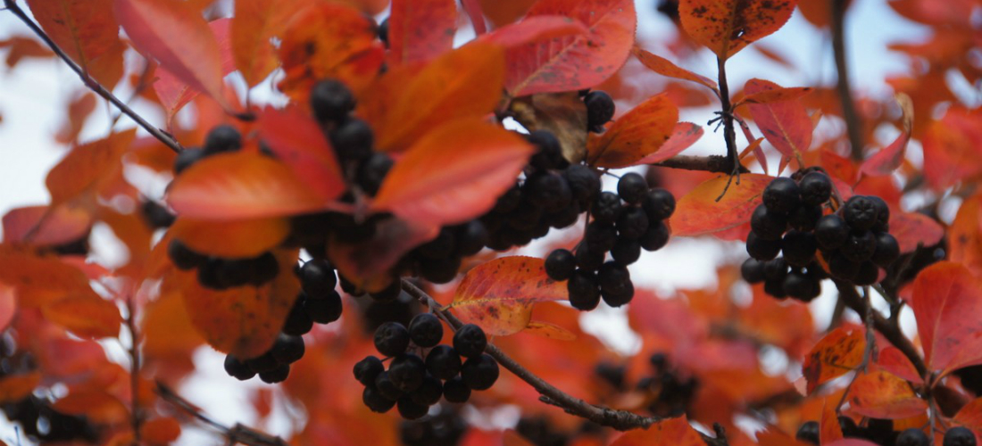 Польза и противопоказания черноплодной рябины арония польза и вред