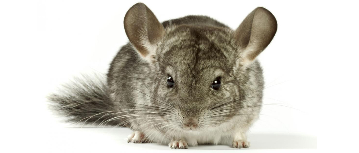 Шиншилла в доме: чем кормить питомца Питание шиншиллы