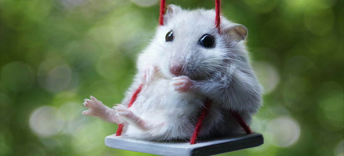 Джунгарский хомяк: как ухаживать в домашних условиях и чем кормить питомца джунгарик