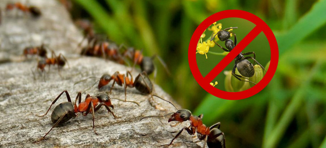 Народные средства для борьбы с муравьями избавиться от муравьев