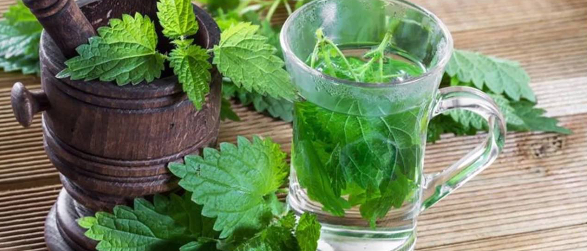 Крапива: жгучий сорняк или кладезь полезных веществ Полезные свойства крапивы