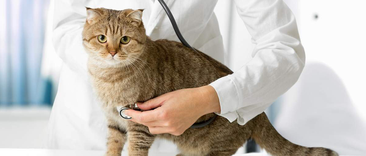 Лучший возраст для стерилизации кошки Оптимальное время для стерилизации кошки