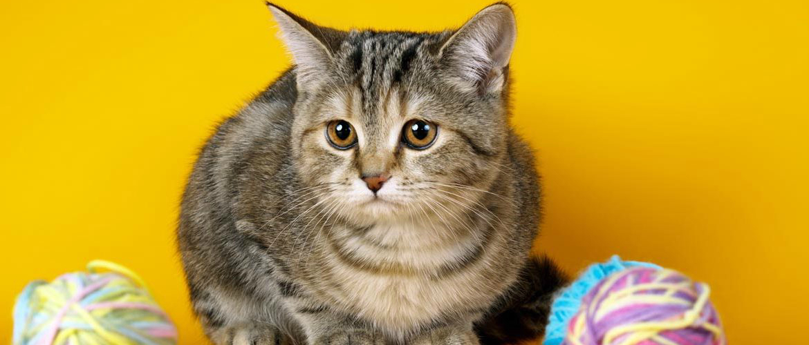 Симптомы и лечение непроходимость кишечника у кошки непроходимость у котов