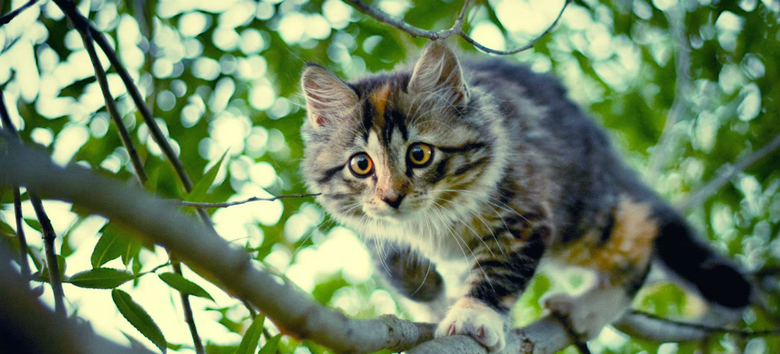 Ринотрахеит у кошек: что это такое и как лечить в домашних условиях