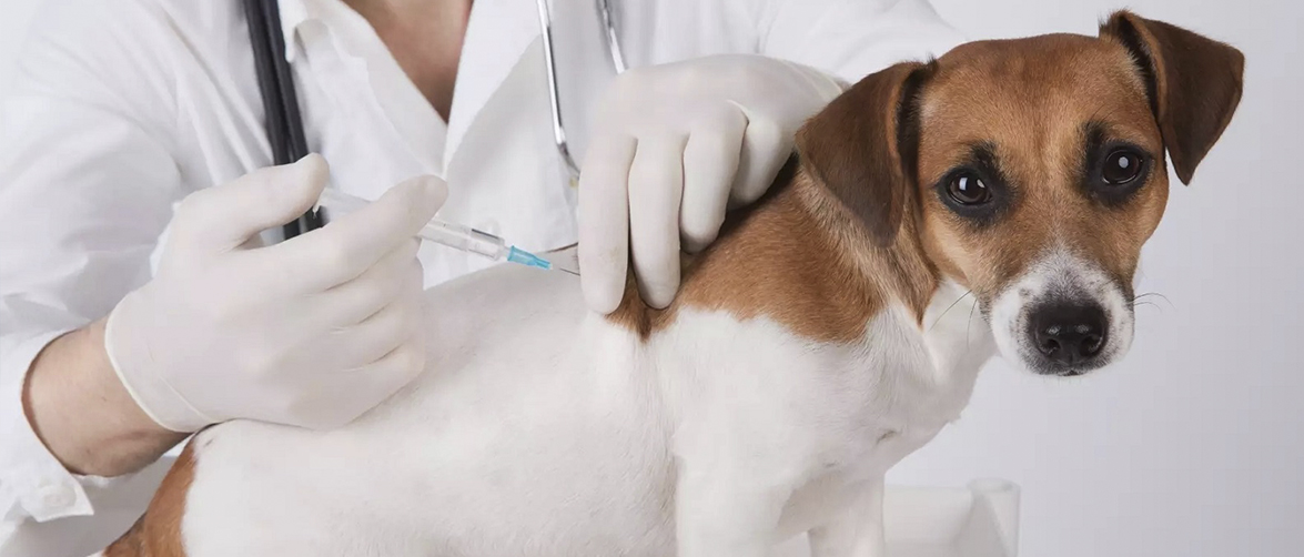 Как и когда прививать домашних собак от бешенства прививка от бешенства собаке