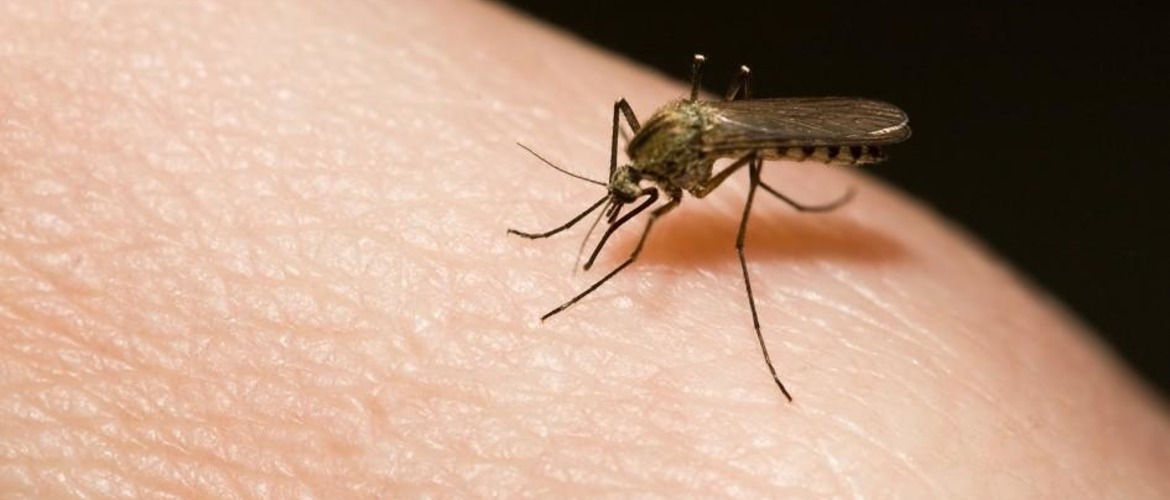 Как снять отек от укуса мошки Укус мошки