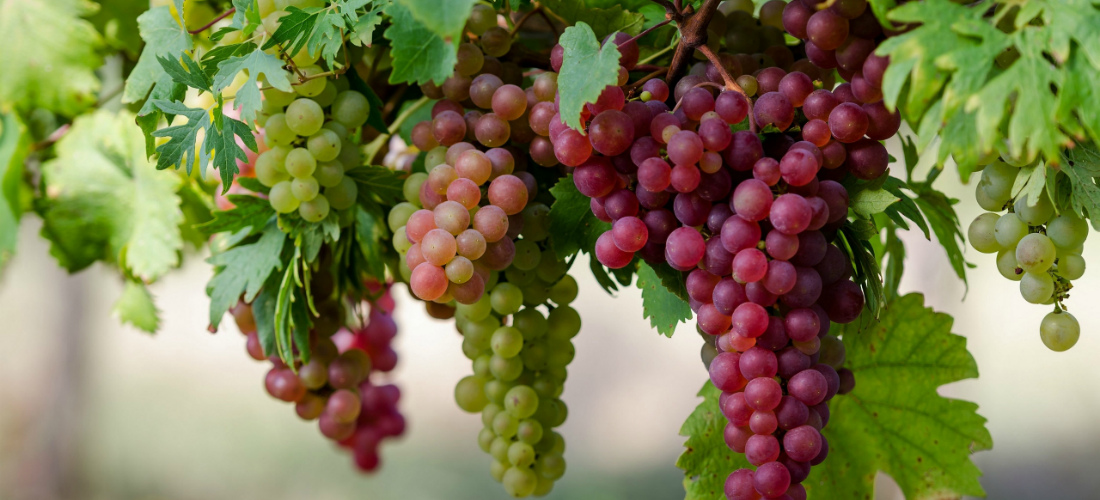 Уход за виноградом весной: обработка и обрезка виноград 1